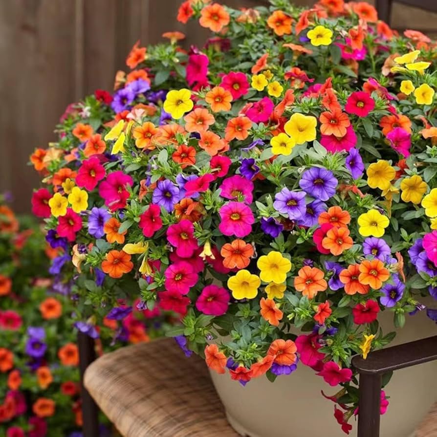 Petunias Seeds Mixed Rainbow Color