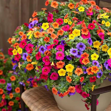 Petunias Seeds Mixed Rainbow Color