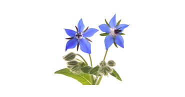 Borage Seeds – Starflower Variety