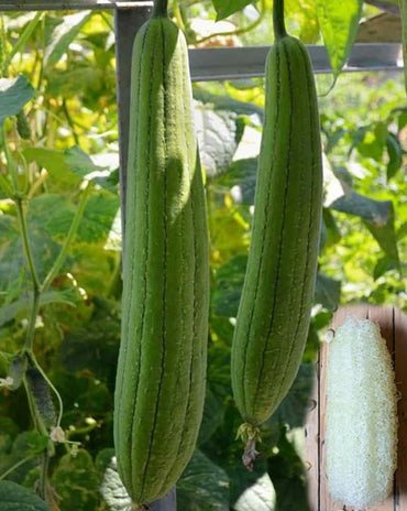 Semi di zucca spugna loofah per piantare