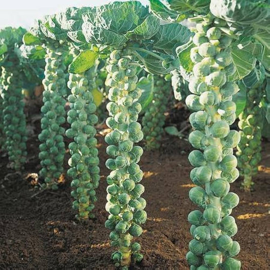 植えるための芽キャベツの種