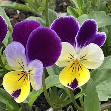 Johnny Jump Up Viola Seeds – Wildflower Variety