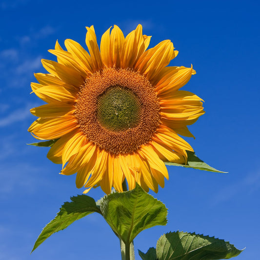 Sunflower Seeds for Planting