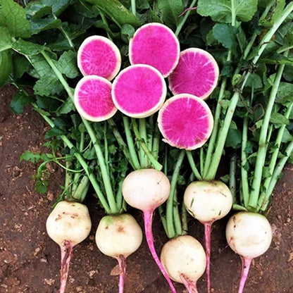Mixed Color Radish Seeds