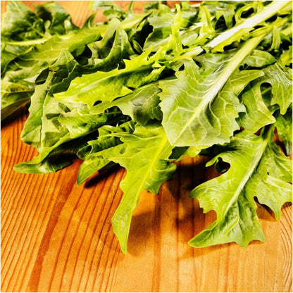 Semi di verdura di cicoria verde