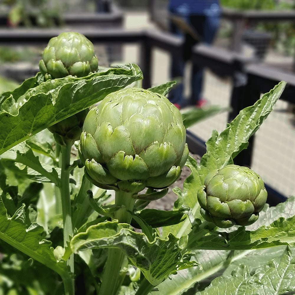 植えるためのアーティチョークの種