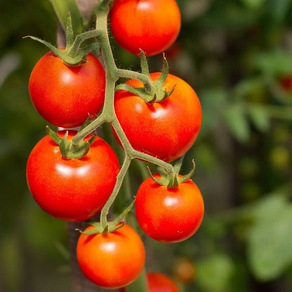 Kirschtomaten-Samensammlung zum Pflanzen