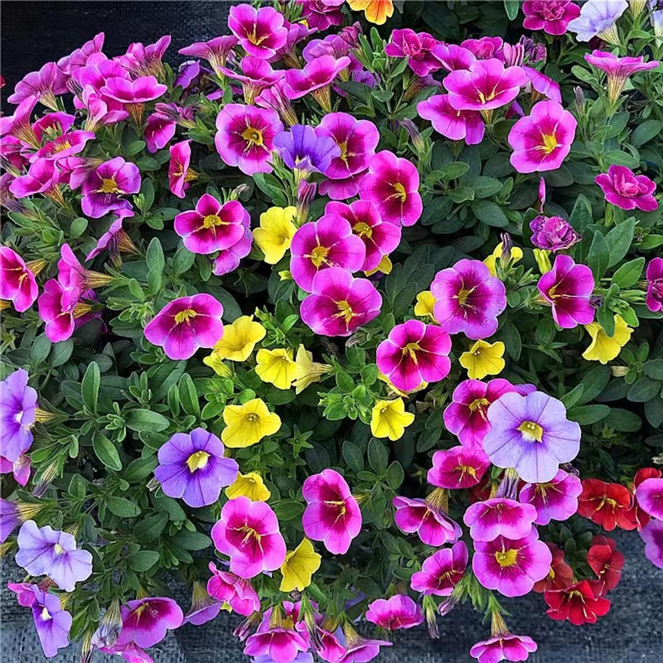 Petunias Seeds Mixed Rainbow Color