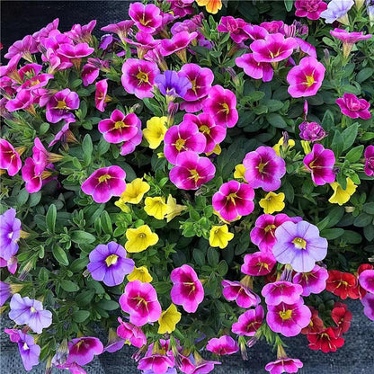 Petunias Seeds Mixed Rainbow Color
