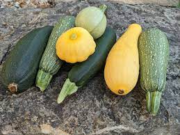 Collezione di semi di zucchine e zucche per la semina