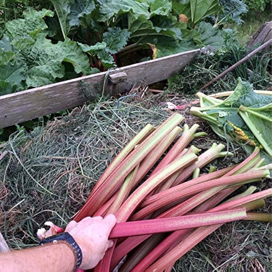 Graines de rhubarbe rares héritage