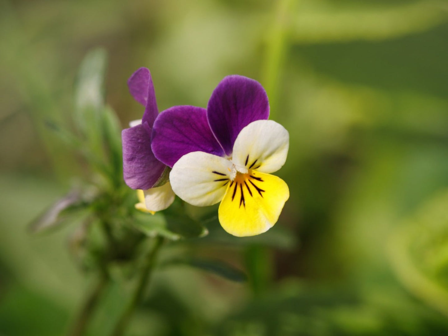Johnny Jump Up Seeds – For Planting