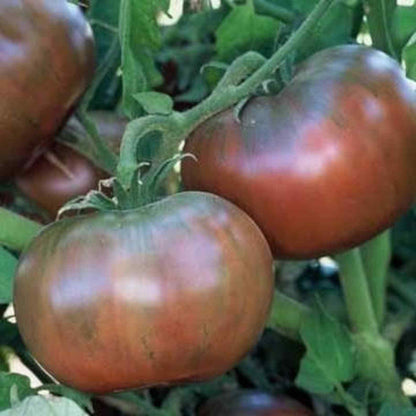 Heirloom Cherokee Purple Tomato Plant Seeds