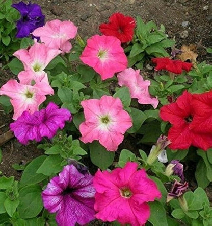 Petunias Seeds Mixed Rainbow Color
