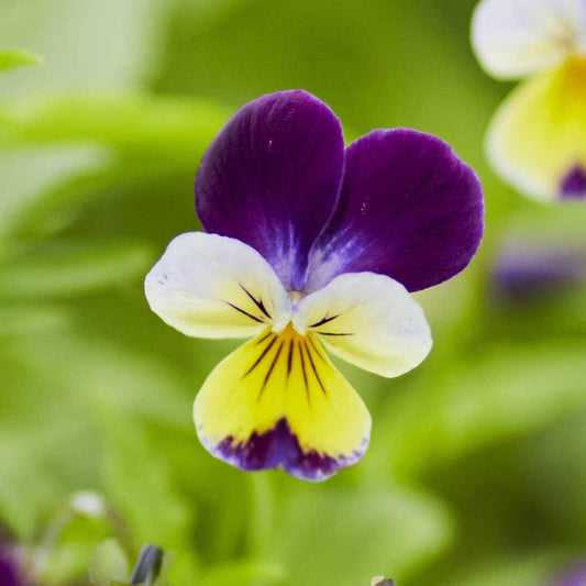 Johnny Jump Up Seeds – For Planting