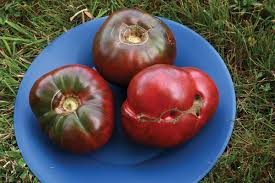 Heirloom Cherokee Purple Tomato Plant Seeds