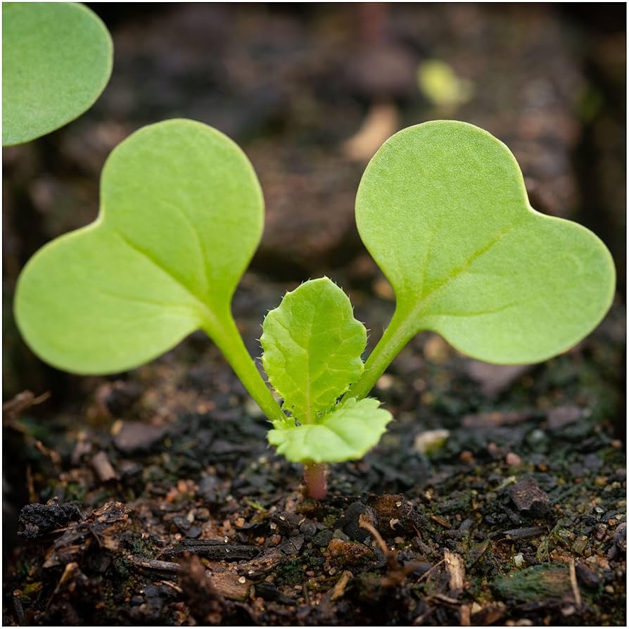 Mixed Color Radish Seeds