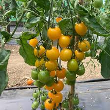 Kirschtomaten-Samensammlung zum Pflanzen