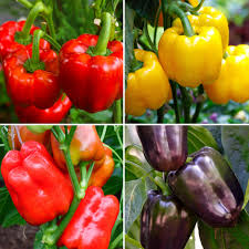 Collezione di semi di peperone dolce per piantare