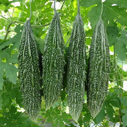 Graines de melon amer