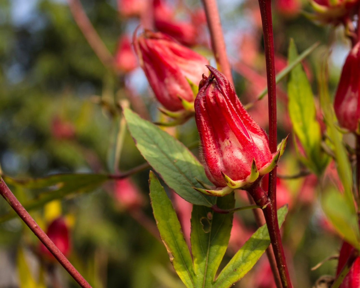 Hibiscus sabdariffa (Roselle) Shrub Seeds for Planting – Heirloom, Non-GMO, Edible, Annual
