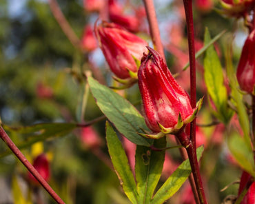 Hibiscus sabdariffa (Roselle) Shrub Seeds for Planting – Heirloom, Non-GMO, Edible, Annual