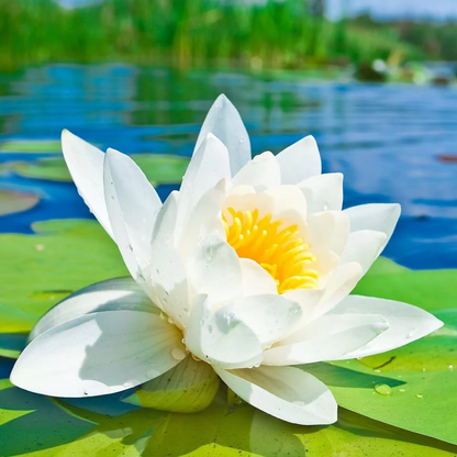 Semi di Fiore di Loto Bonsai a Bocca Aperta
