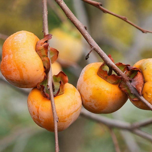 Süße italienische Kaki-Fruchtsamen