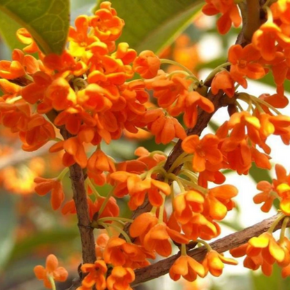 osmanthus fragrans flowering plant seeds Osmanthus Fragrans Flower Seeds for Planting – Heirloom, Non-GMO, Frag – Pure Asia Seeds