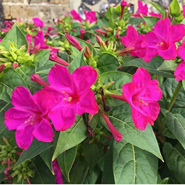 Mirabilis Jalapa Flower Seeds
