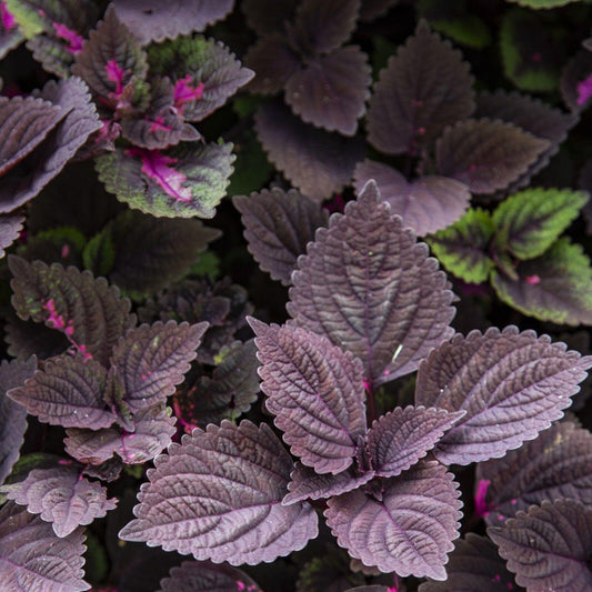 Coleus 'Palisandra' Ornamental Plant Seeds