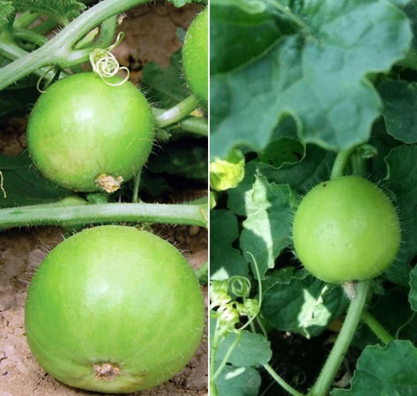 Apple Gourd Vegetable Seeds
