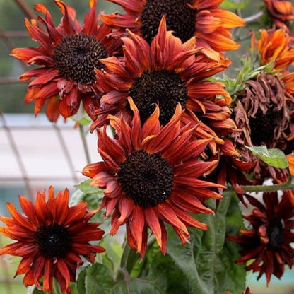 Sunflower Seeds for Planting Brown