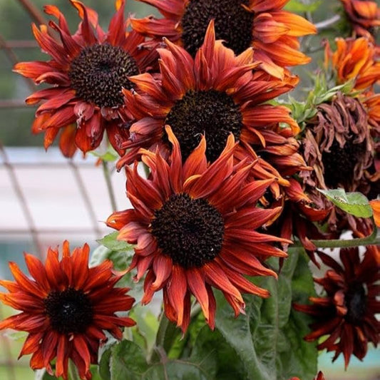 Sunflower Seeds for Planting Brown