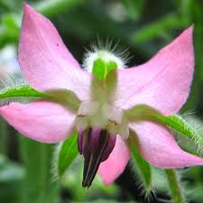 Borage Seeds for Planting – Pink & White Flowers