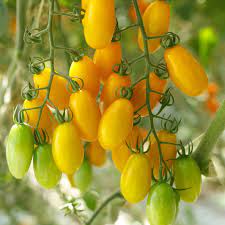 Tomato Seeds for Planting – Heirloom, Non-GMO, Vegetable Variety