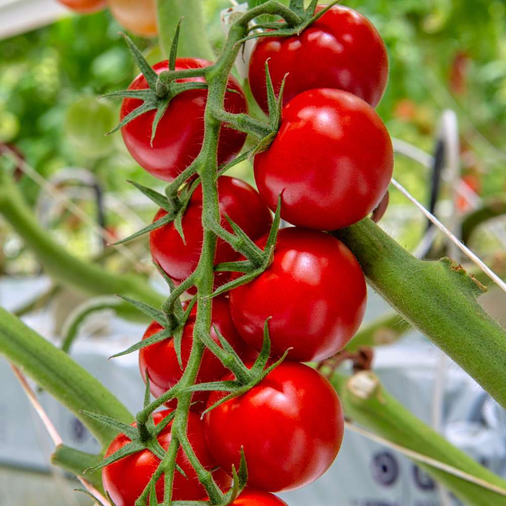 Graines de tomate pour plantation de grosses tomates cerises rouges - Patrimoine