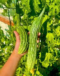 Graines de melon amer - Variété longue
