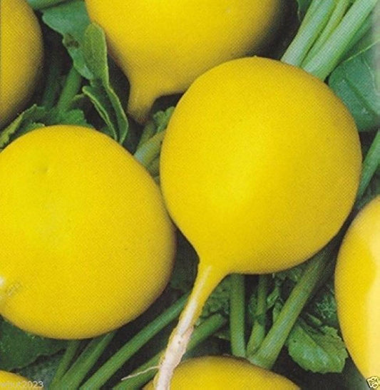Gelbe Rettichsamen