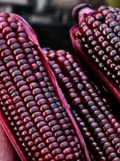 Semi di mais dolce per giardino domestico – Non OGM