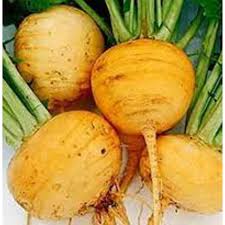 黄色いカブの野菜の種まき用
