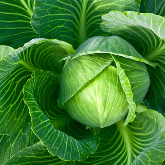キャベツ 野菜の種