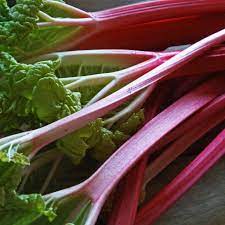 Graines de Rhubarbe Rouge