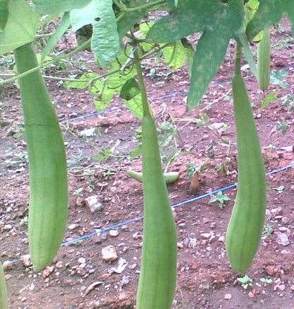 スポンジウリの種子 – ヘチマ野菜
