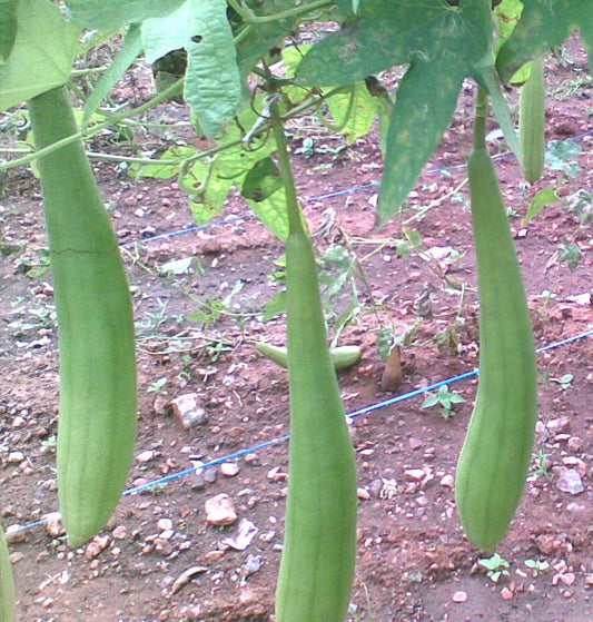 スポンジウリの種子 – ヘチマ野菜