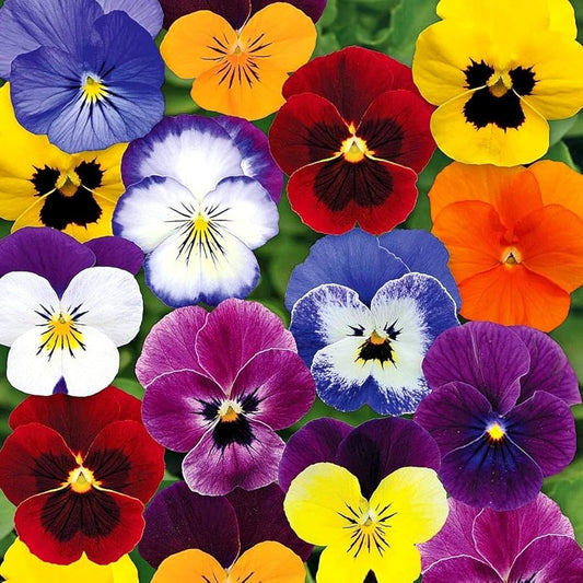 Viola Tricolor Seed Mix – Johnny Jump Up & Wild Pansy
