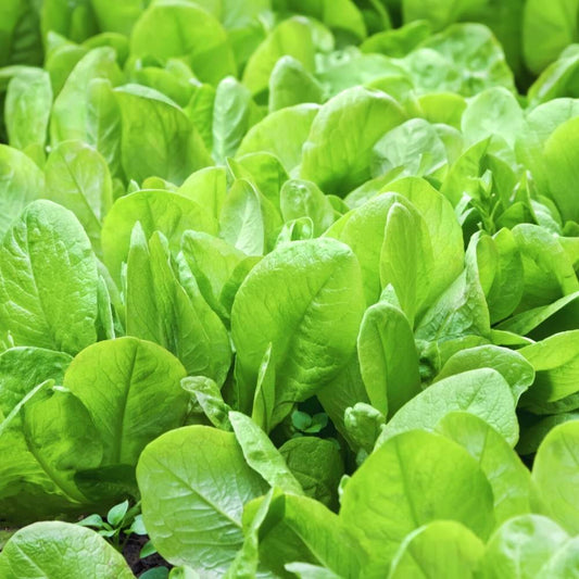 Spinach Seeds – Hybrid Variety