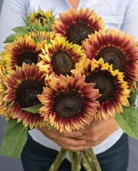 Sunflower Seeds for Planting Brown