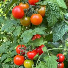 Graines de tomate pour plantation de grosses tomates cerises rouges - Patrimoine