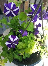 Petunia Flower Seeds for Planting Blue and white